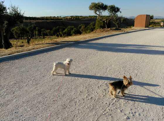 Ringo y Kira paseando por el parque de Valdebebas