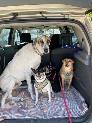 Mis perritas, la de mi abuela y otro de prote listos para un súper paseo por la playa.