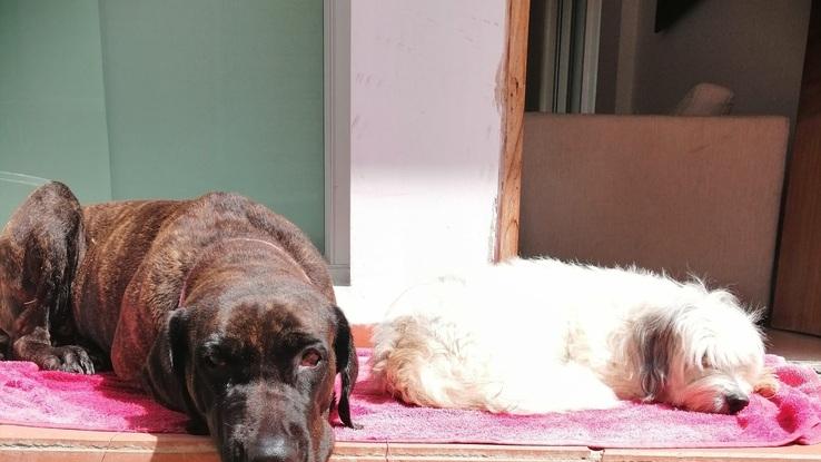 Simona y bella después de un baño tomando el sol