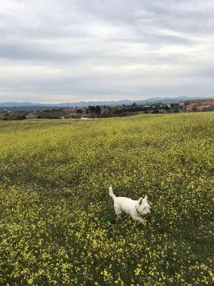 el campo que hay a cuatro minutos de mi casa