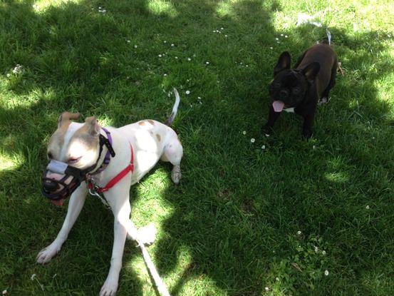 Isis y Monckey, los ultimos perritos que paseé casi por 4 meses. Adorables :3