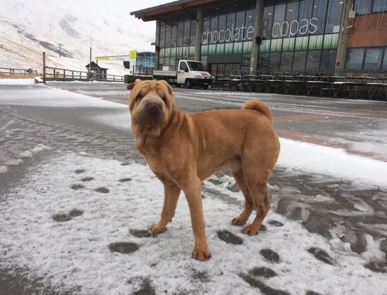 Shreck y su primer contacto con la nieve esta temporada!