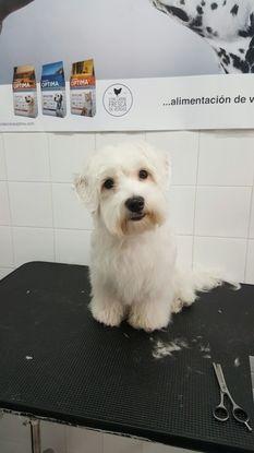 Teo después de una sesión de pelu! Reluciente y feliz!