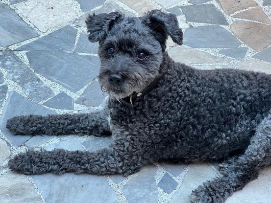 Mi perrito Tomi en casa