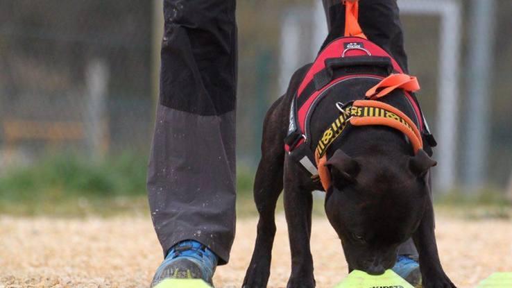 Clase de rastreo y detección en club canino.