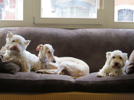 Phoebe, Lile y Hamsel