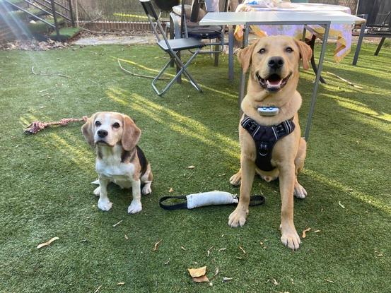 Toby, un mega cachorro muy respetuoso que estuvo de resi