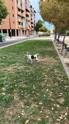 De paseo por el barrio