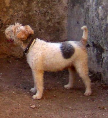 Raspi el foxterrier