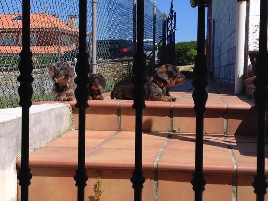 Chopa, Deva y Jano al sol en la terraza. Les encanta!!