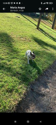 Angus en el parque del Oeste.