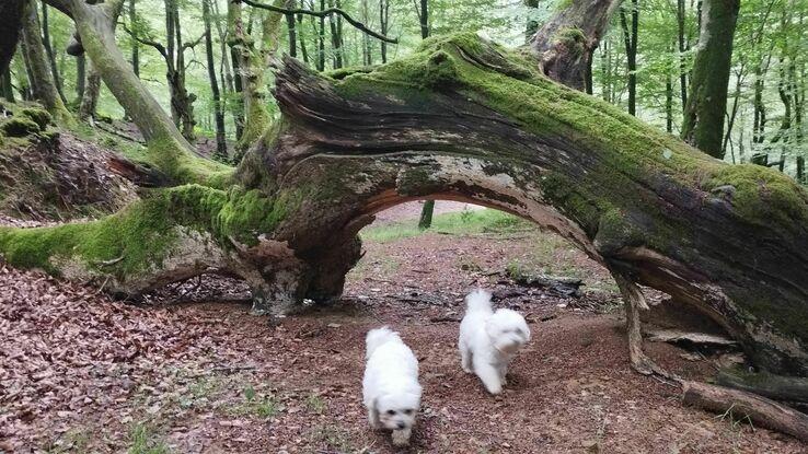 Paseos por el bosque