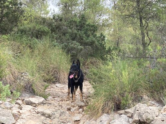 Rako de paseo por el monte