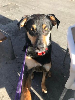 Aquiles, un perro al que encontremos abandonado y lo cuidemos durante 3 meses. En esta foto estábamos comiendo en un bar.