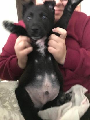 Momo. Un cachorro de 3 meses que cuide durante varias semanas como casa de acogida.