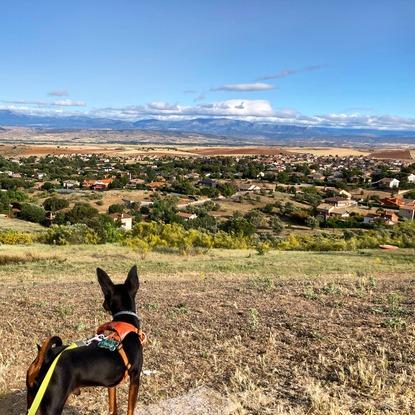 Magnus: Observar también es pasear