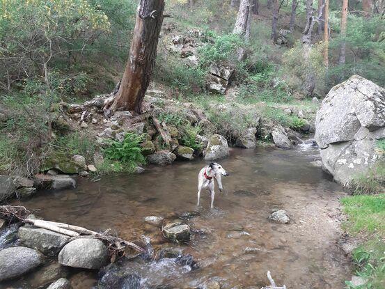 Ulises disfrutando del paseo