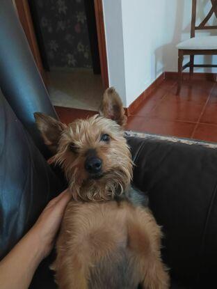 Kobi