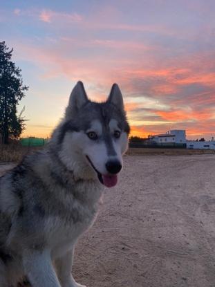 Nala