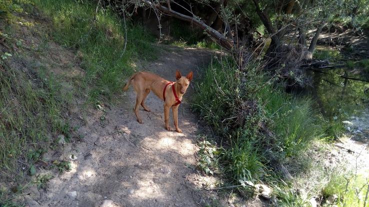 Cassy en el río