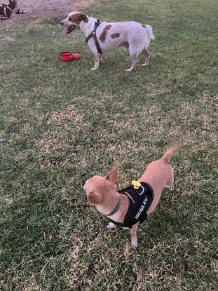 Arya y Neron.  El ya se ha venido a casa unas cuantas veces,le encanta el parque y la pelota.