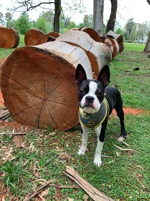 Bruno en el parque