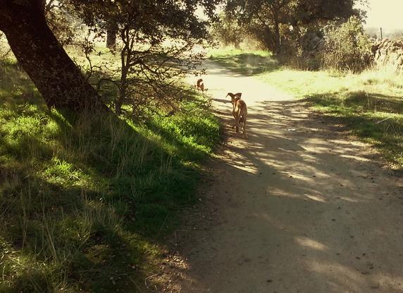 Corriendo por el campo