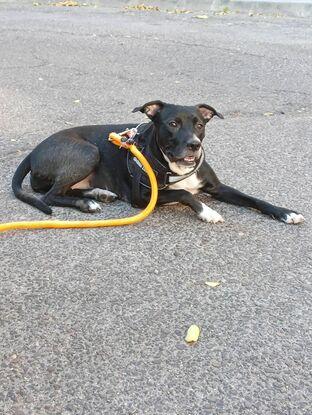 Lea, una mezcla de podenco super juguetona, la cuido desde hace meses