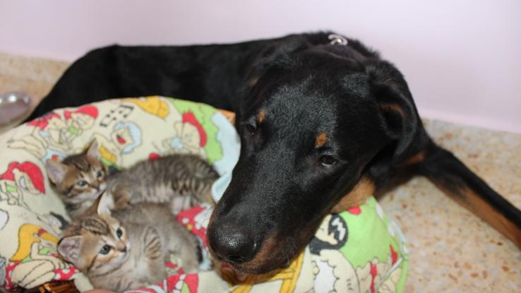 Lobo y sus pequeños amigos