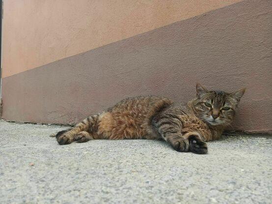 Moki
