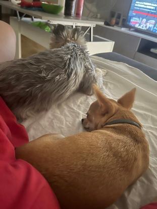 No se separan desde que nikilla  llegó a casa para psar unos días.
