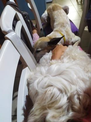 Durmiendo la siesta con Kuki y Golli