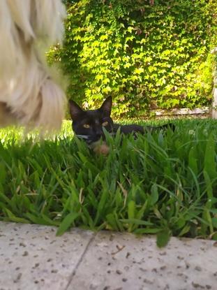 Negrito disfrutando de la naturaleza