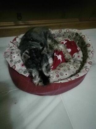 En su camita