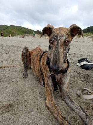 Floque disfrutando de la playa.