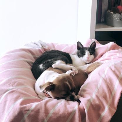 Kahlo y Sue