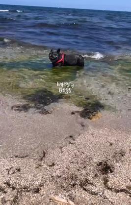 Peggy en la playa