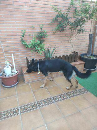 Yacko 11 días en casa