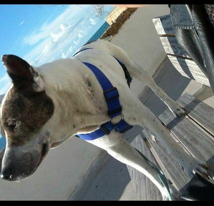 fantástico día de paseo💕🐕