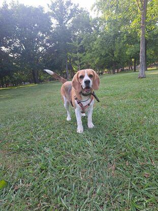 Baco