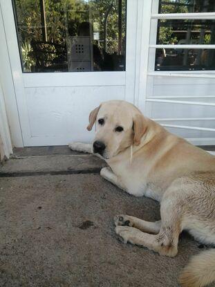 Zeus, el rey de la casa