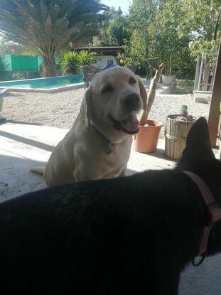 En el jardín y la piscina