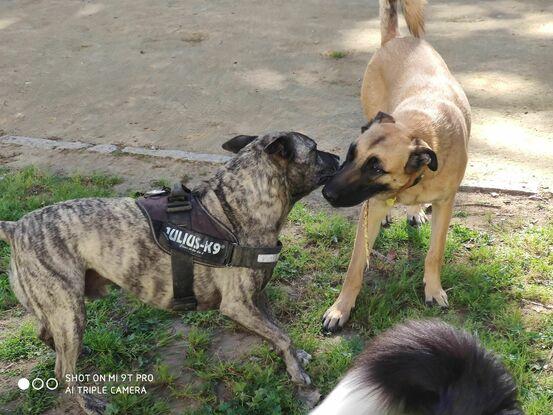 A menos que el propietario me solicite lo contrario, en mis paseos íntegro a los perros con otros para que jueguen y socializen.