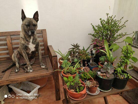 En la nueva distribución las plantas están colocadas en un mueble pegado a la pared del patio.