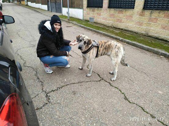 Perrito de la asociación adoptado