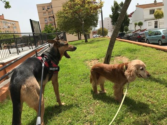 Mérida y Billy en el parque