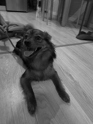 Koda