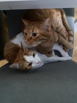 Coco y luna
