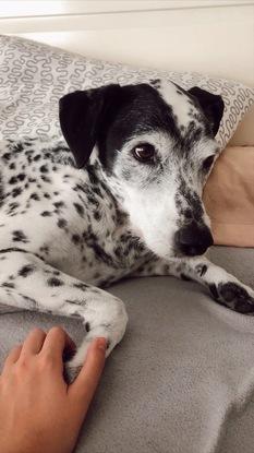 mi perrito Budi 
