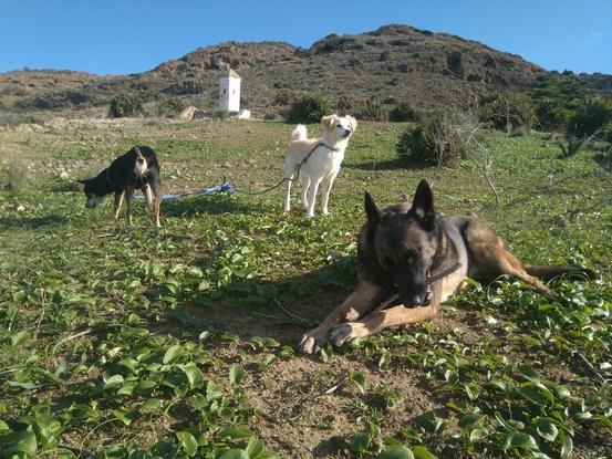 Nica, Saiko y Ugly. Familia harmoniosa, buena y cariñosa